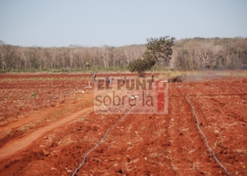 Por abandono de los tres órdenes de gobierno sector agrícola buscará trabajar con la iniciativa privada