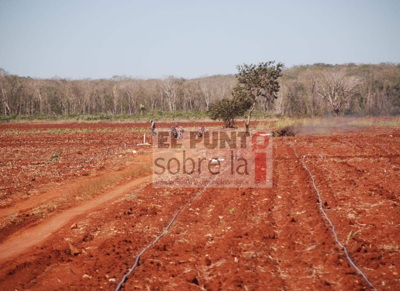 Por abandono de los tres órdenes de gobierno sector agrícola buscará trabajar con la iniciativa privada