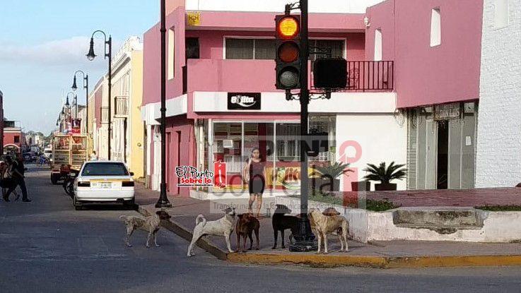 El domingo, inicio de la Semana Nacional de Reforzamiento de Vacunación Canina y Felina 2019
