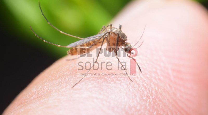 Zancudos hacen de las suyas en Valladolid