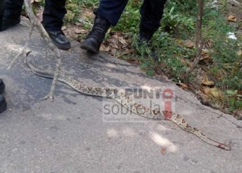 Cuidado con los animales ponzoñosos en esta época de lluvia