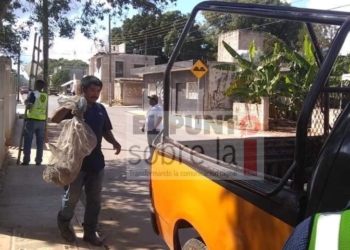 PC retira abejas africanas en distintos puntos de la ciudad
