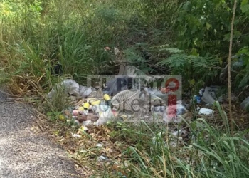 Animales sobre la carretera JMM-Naranjal ya representa un problema creciente para los automovilistas