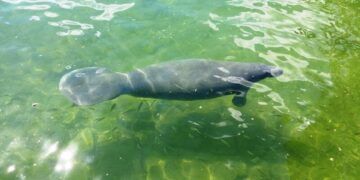 Conoce Y Disfruta A Las Especies Endémicas De Quintana Roo