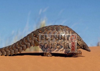 Este es el animal que pudo transmitir el coronavirus