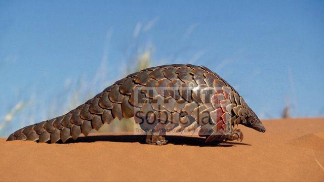 Este es el animal que pudo transmitir el coronavirus