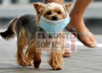 Detectan primer caso de perrito contaminado con COVID-19 en Hong Kong