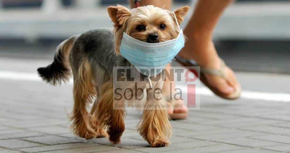 Detectan primer caso de perrito contaminado con COVID-19 en Hong Kong