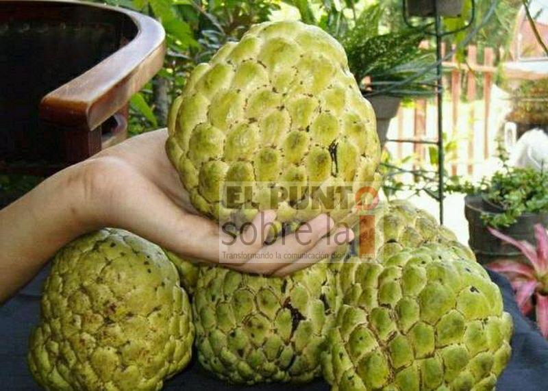El saramuyo: Fruto con propiedades anticancerígenas