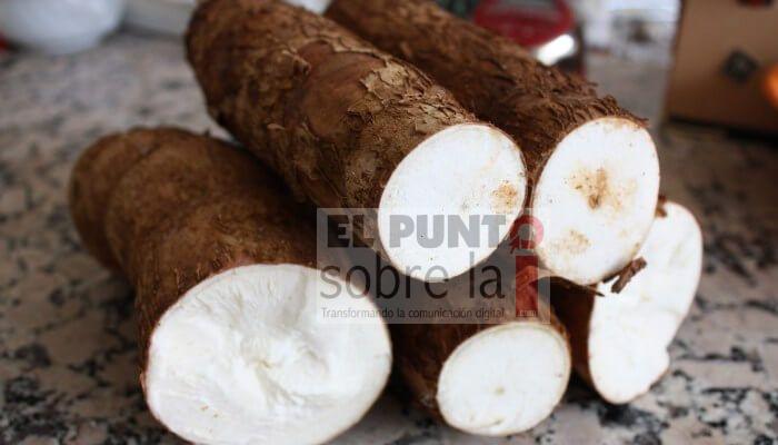 La yuca: deliciosa, nutritiva y medicinal