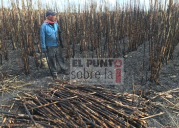 COVID-19: Vigilarán a cortadores de caña y personal que labora en la agroindustria
