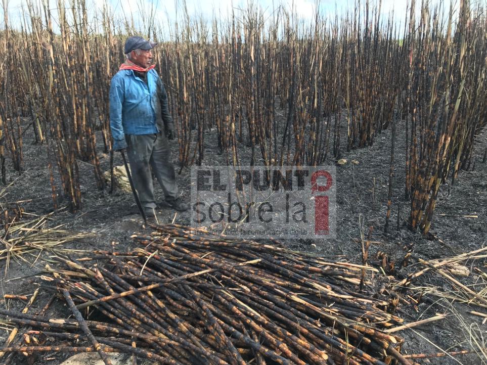 COVID-19: Vigilarán a cortadores de caña y personal que labora en la agroindustria