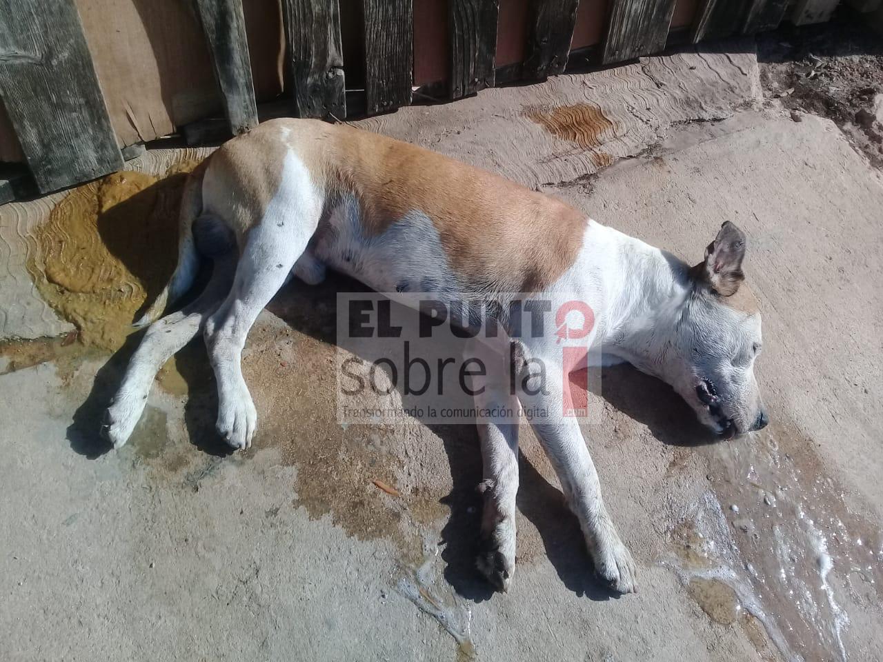 Envenenan a perritos en la colonia Bicentenario