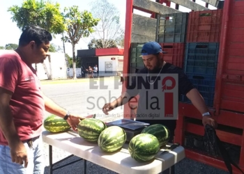 Plagas afectan la producción de sandía