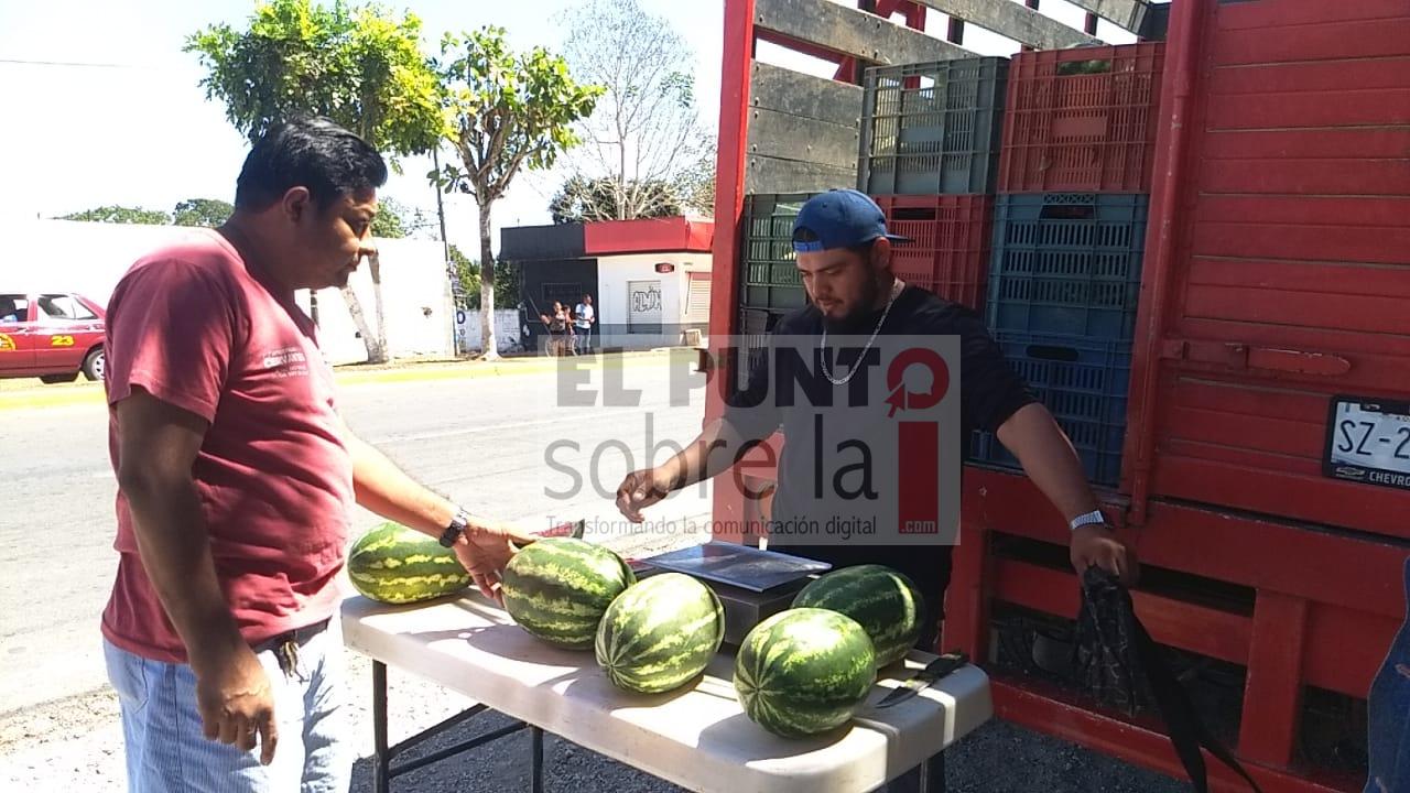 Plagas afectan la producción de sandía