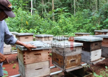 Apicultores reportan baja producción de miel