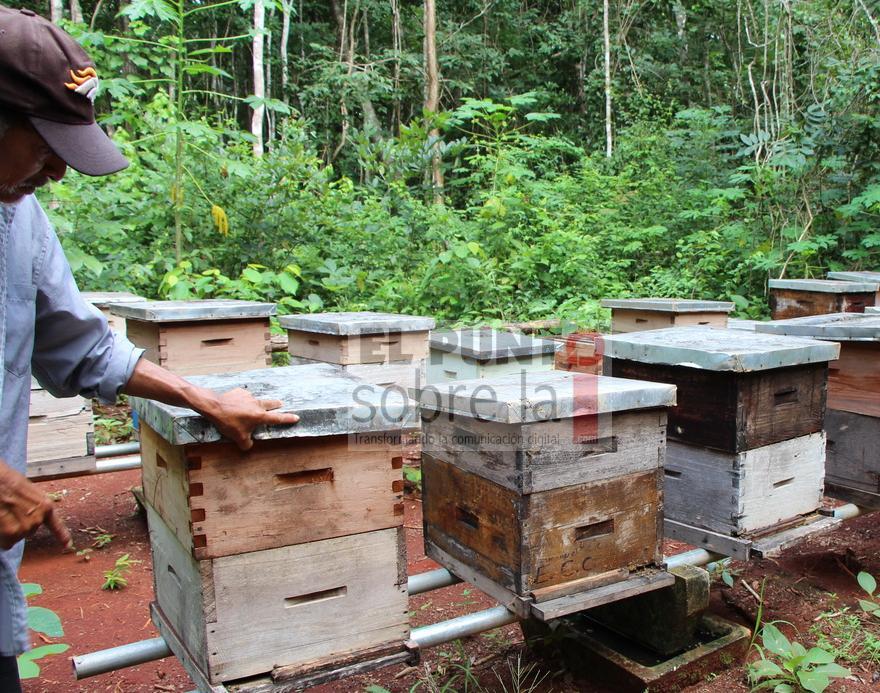 Apicultores reportan baja producción de miel