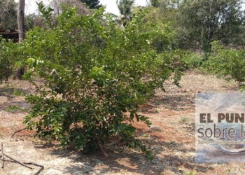 Producción de naranja y el limón a la baja