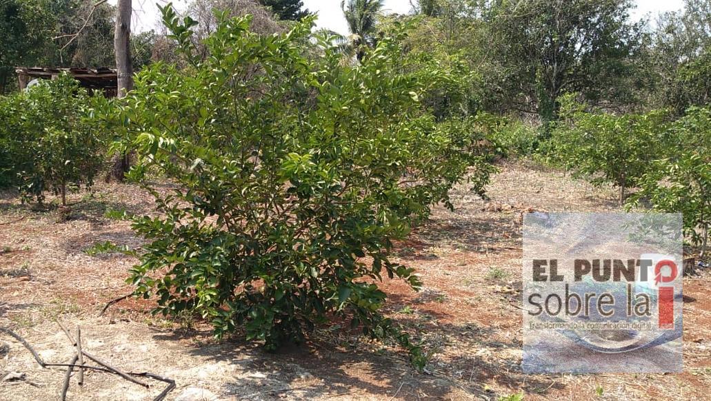 Producción de naranja y el limón a la baja