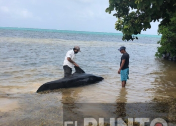 Recala Ballena en Xcalak