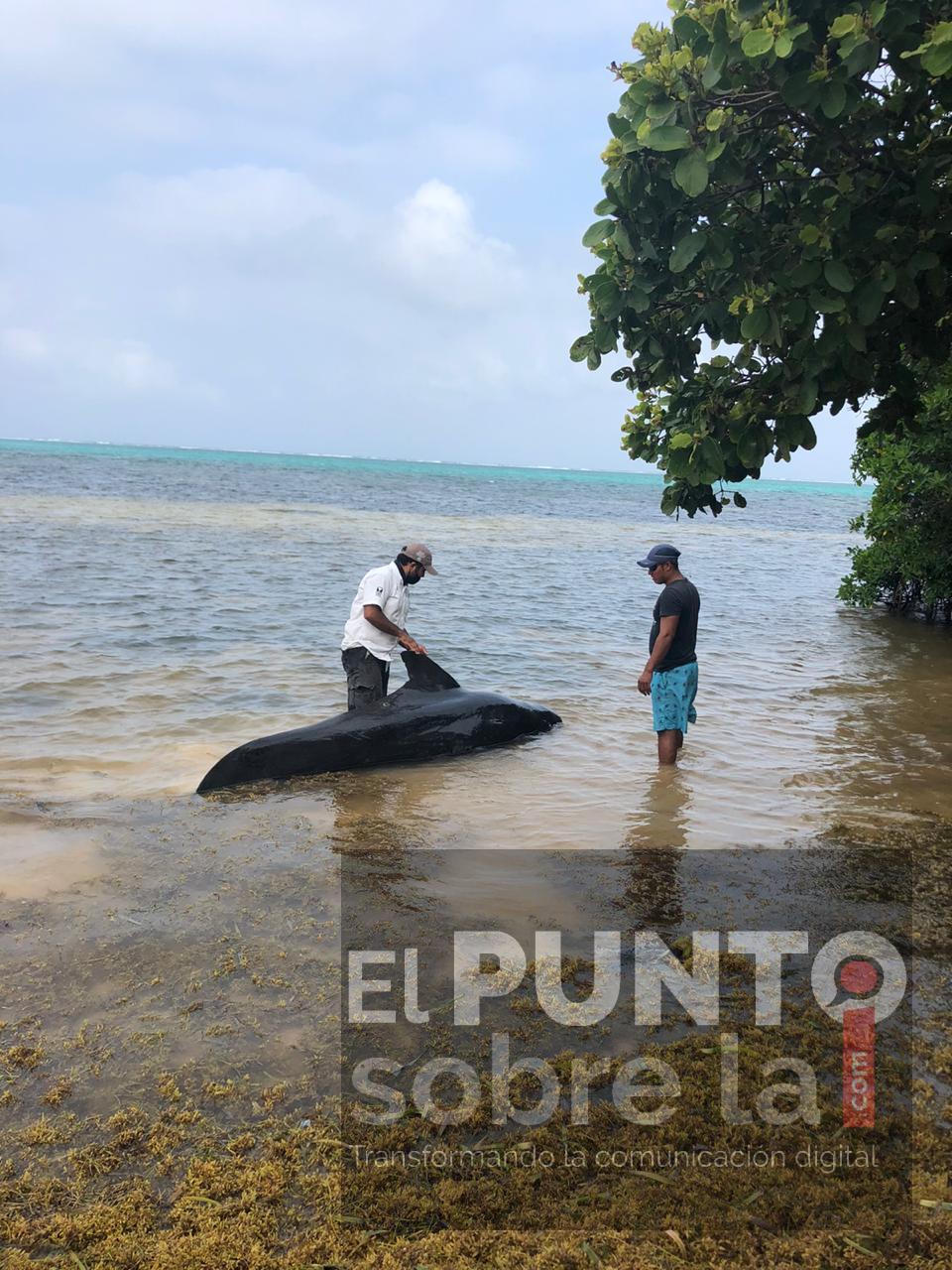 Recala Ballena en Xcalak