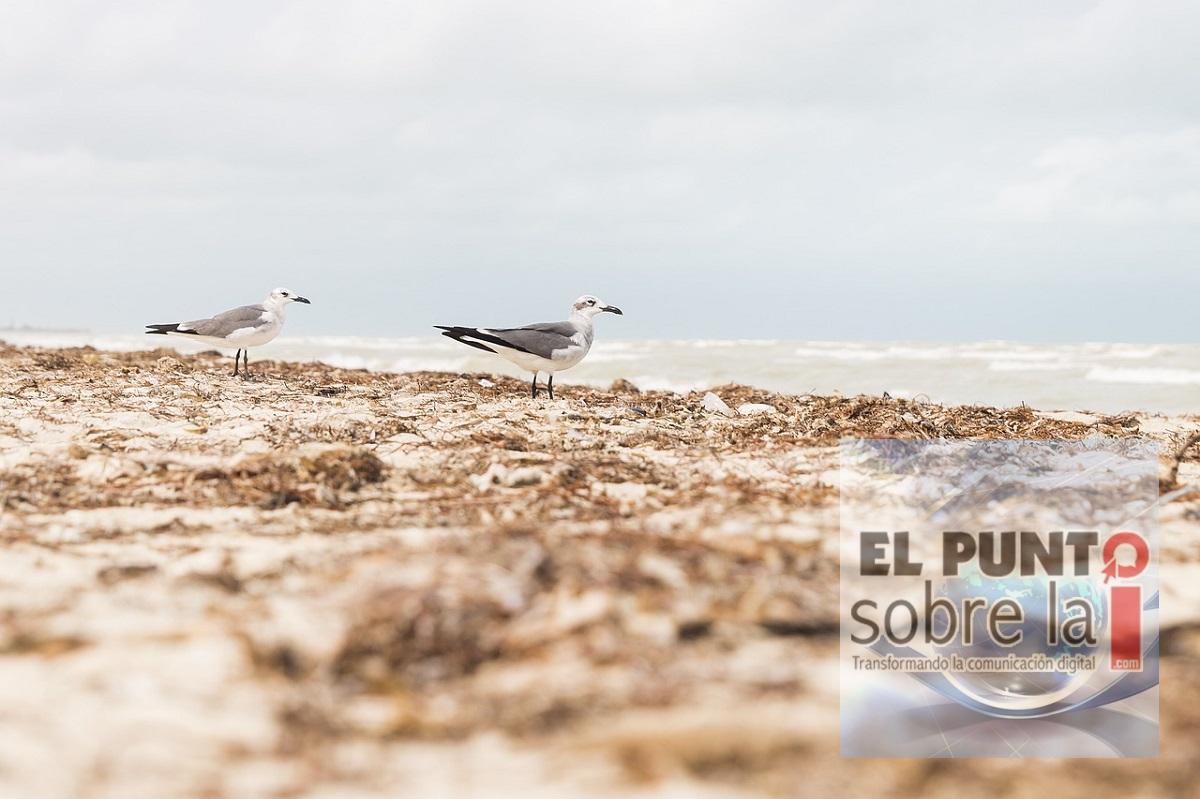En pandemia, y llega sargazo en Quintana Roo