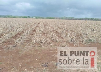 Concluye zafra 2019-2020 con pérdidas de 800 millones de pesos