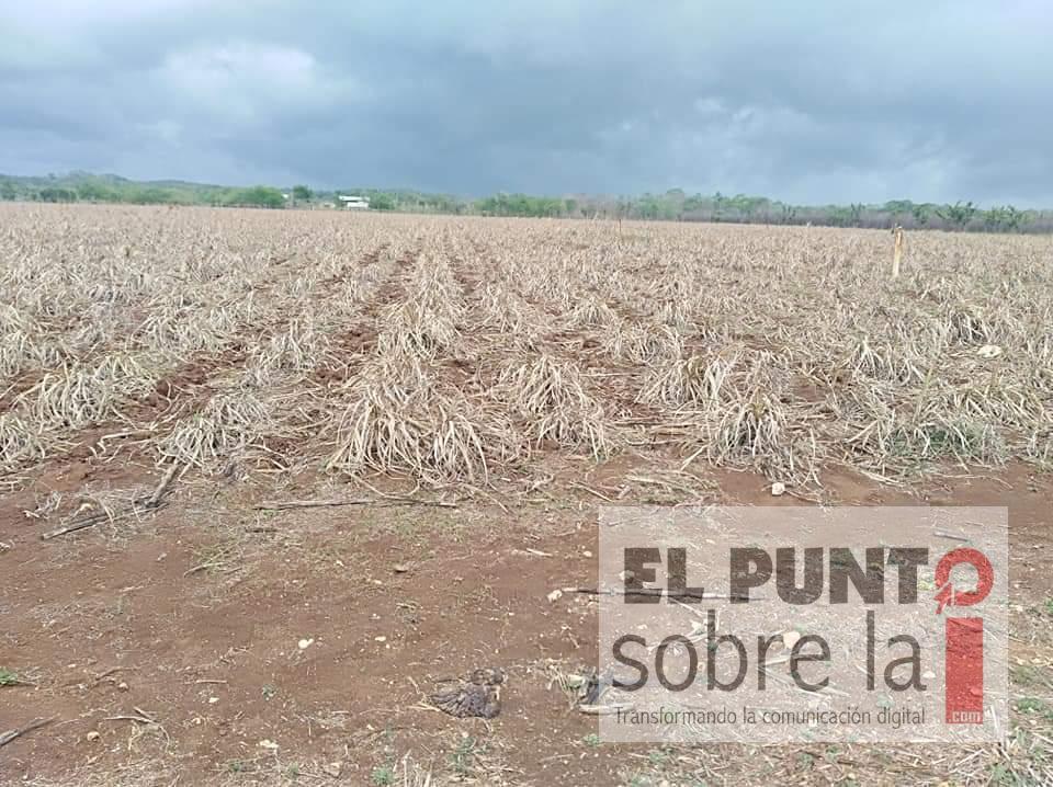 Concluye zafra 2019-2020 con pérdidas de 800 millones de pesos
