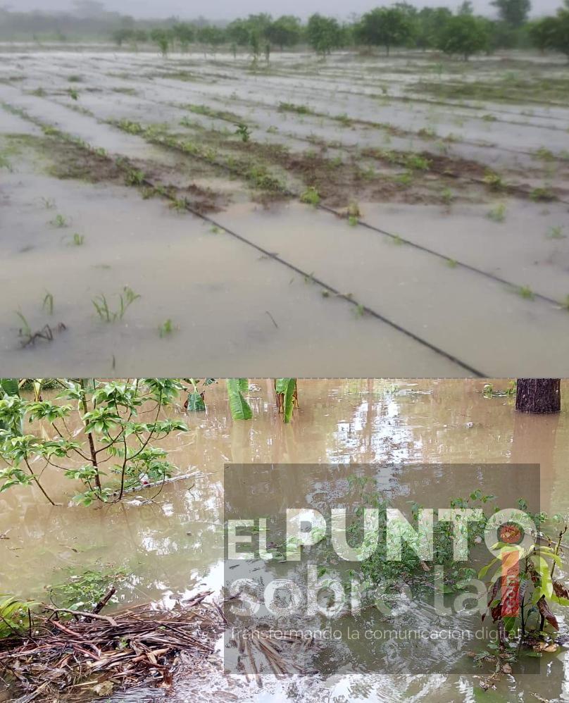 Tormenta tropical “Amanda” dejó afectaciones en el campo