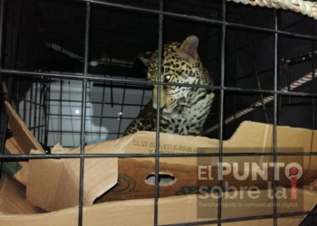 Rescatan jaguar atropellado en la ribera del río Hondo