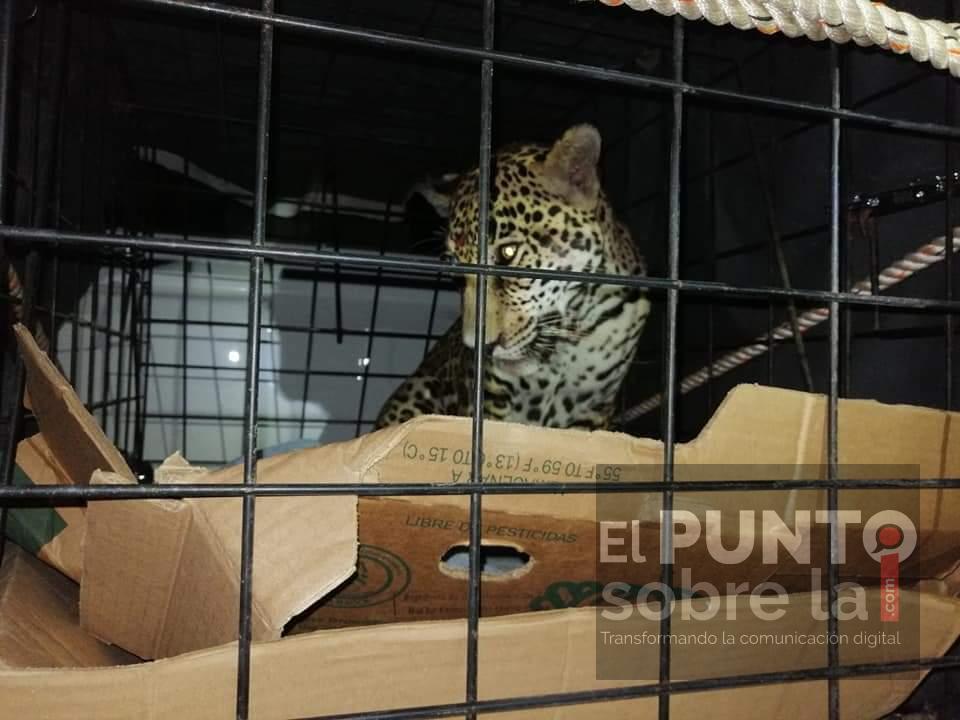Rescatan jaguar atropellado en la ribera del río Hondo