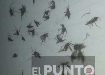 Y ahora la plaga de moscos en Bacalar, piden intervención de SESA