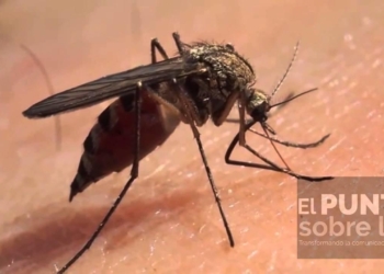 Quintana Roo líder nacional en Covid-19 , Paludismo y Dengue