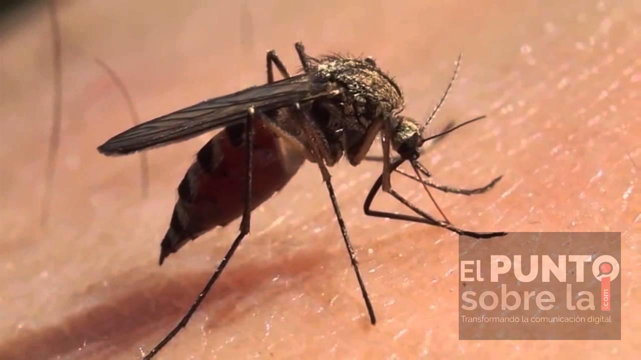 Quintana Roo líder nacional en Covid-19 , Paludismo y Dengue