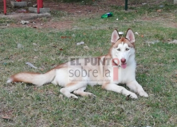 Denuncian a hospital de mascotas en Chetumal por negligencia