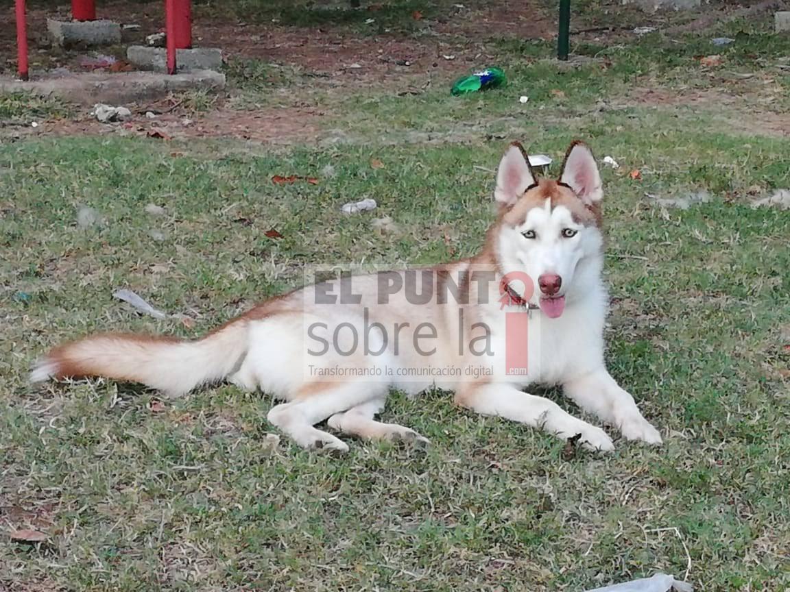 Denuncian a hospital de mascotas en Chetumal por negligencia