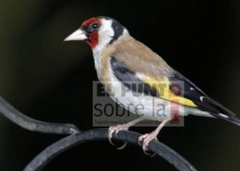 Aves cantan durante la noche y la gente piensa en desgracias