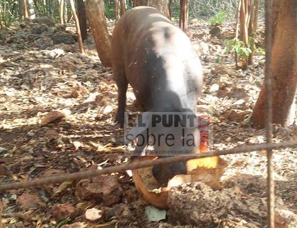 La carne del cerdo pelón es muy apreciada y demandada