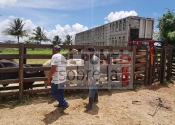Centro de acopio de ganado fortalece economía local