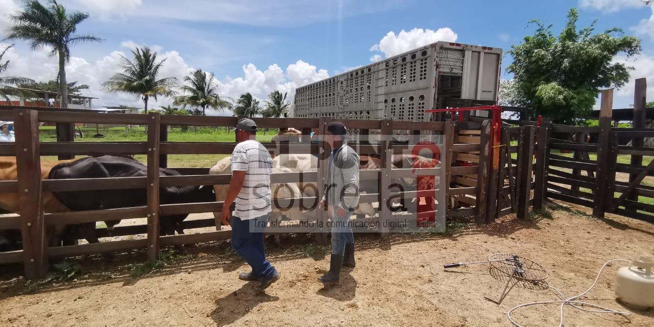 Centro de acopio de ganado fortalece economía local