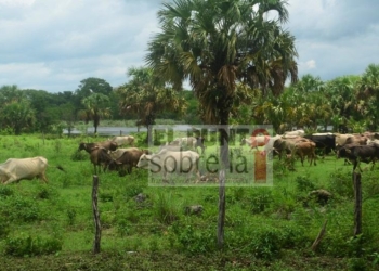 Sin apoyos sector ganadero en José María Morelos