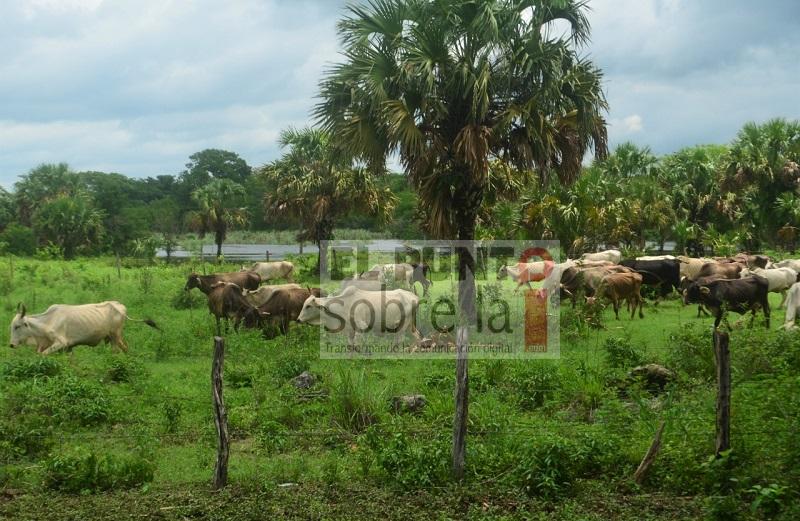 Sin apoyos sector ganadero en José María Morelos