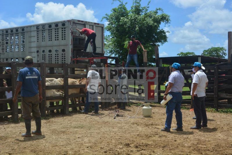 Fortalecen actividad ganadera y reactivan economía en este sector