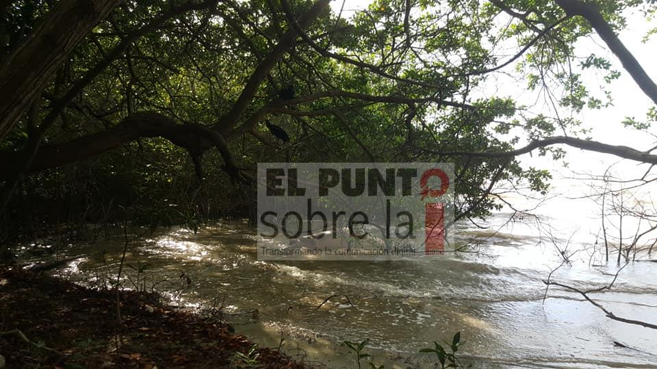 Otro manatí muerto en las orilla de la Bahía de Chetumal