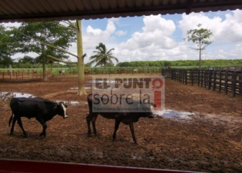 Robo de ganado imparable en los municipios de Bacalar y Othón P. Blanco