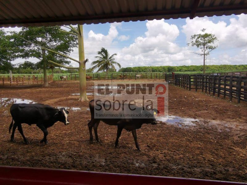 Robo de ganado imparable en los municipios de Bacalar y Othón P. Blanco