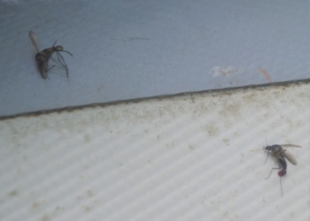 Repunte de dengue clásico en el municipio de Jose Maria Morelos
