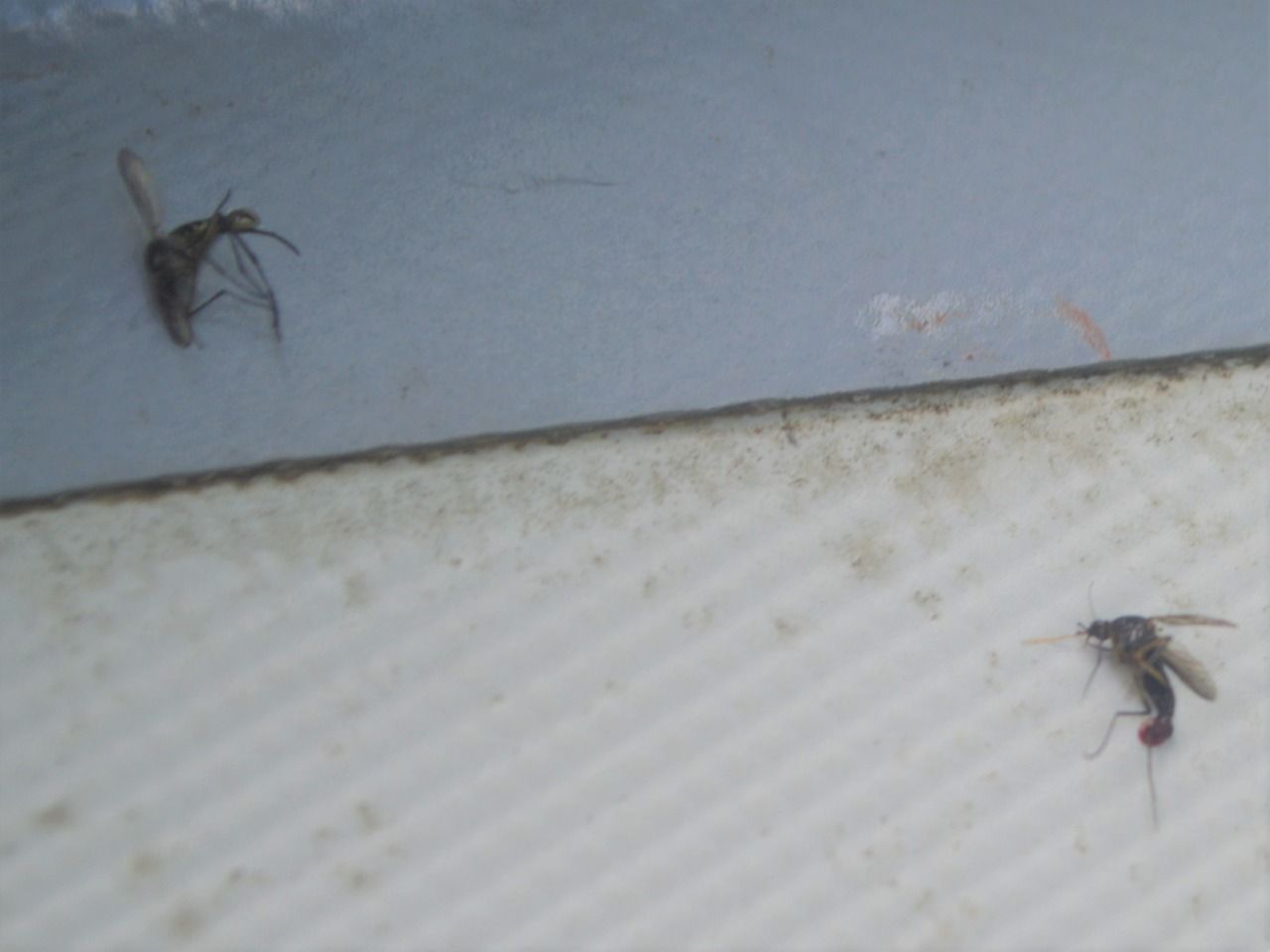Repunte de dengue clásico en el municipio de Jose Maria Morelos