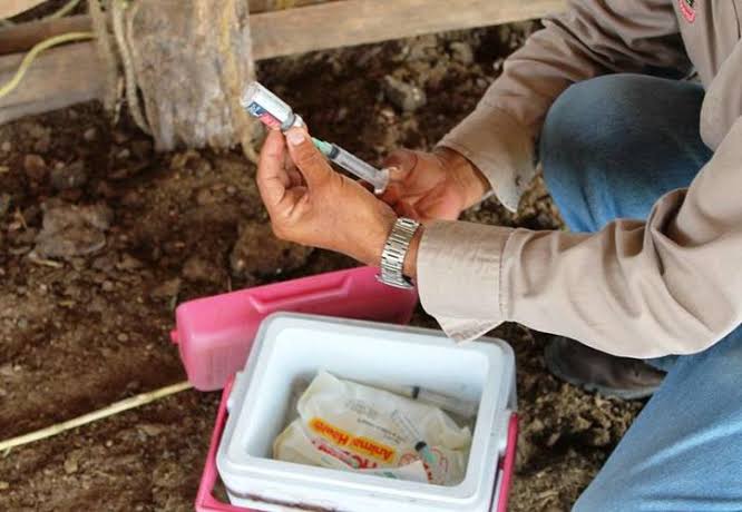 Combaten la rabia paralítica en Quintana Roo