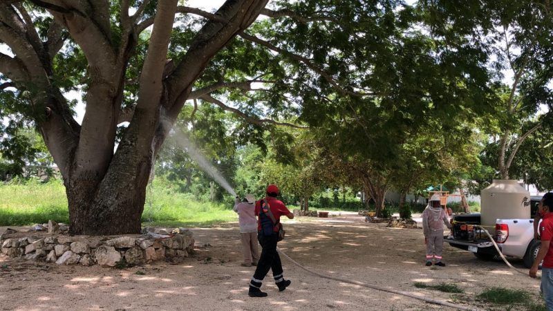 Protección Civil Municipal combaten enjambre de abejas que se encontraba en un parque